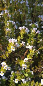 Close-up of white flowering plants