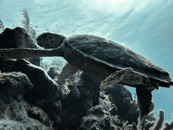 View of turtle swimming in sea