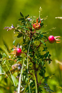 Close-up of pink flowers