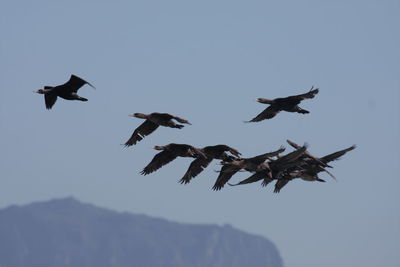 Low angle view of birds flying against sky