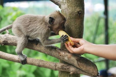 Close-up of hand holding squirrel on tree