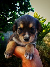 Portrait of cute puppy