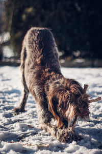 View of dog on snowy field during winter