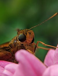 Close-up of insect on flower