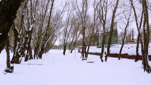 Trees on snow covered tree during winter