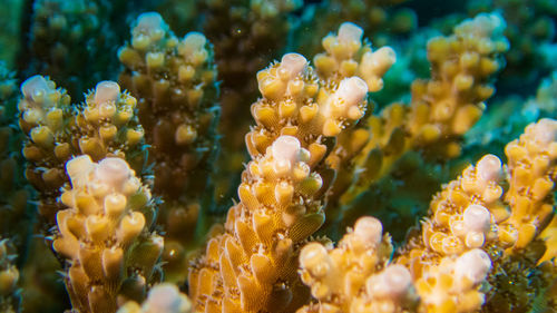 Close-up of fish swimming in sea