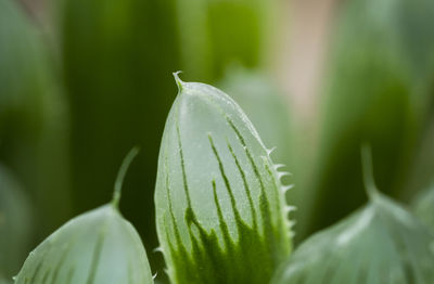 Close-up of fresh green plant