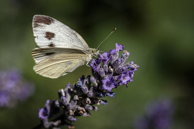 Close-up of butterfly on purple flower
