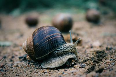 Close-up of snail on land