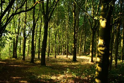 Trees in forest