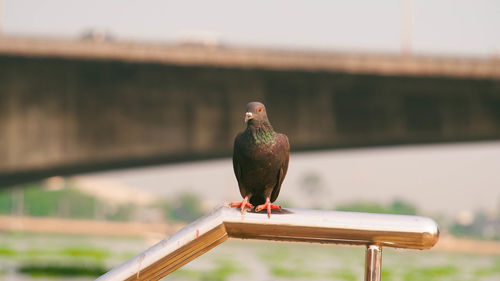 Close-up of bird perching on feeder