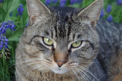 Close-up portrait of cat