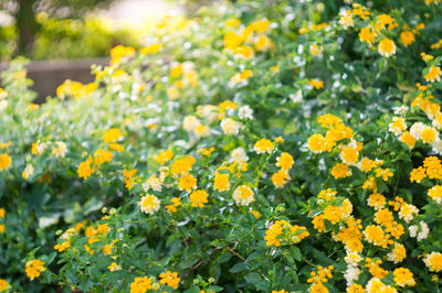 Close-up of yellow flowering plants on field