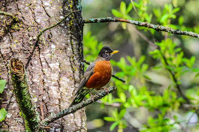 Close-up of bird perching on tree