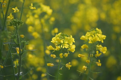 Close-up of yellow flower