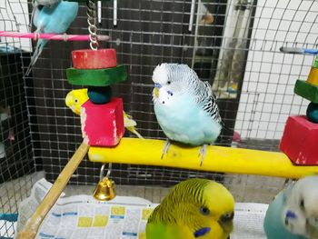 Close-up of bird perching in cage