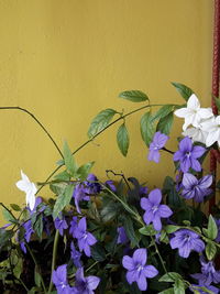 Close-up of purple flowering plant against wall