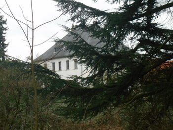 tree