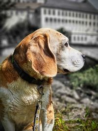 Close-up of dog looking away