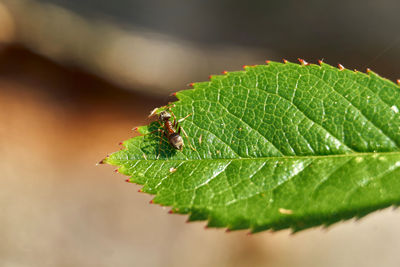 Close-up of insect on leaf