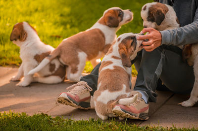 High angle view of dogs on field