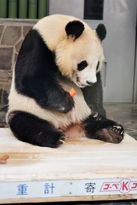 Close-up of dog sitting on table