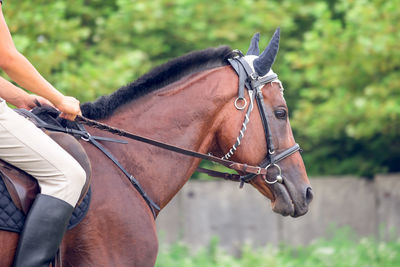 Midsection of a horse