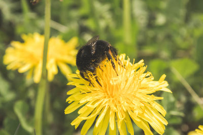 Close-up of honey bee on yellow flower