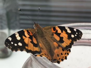 Close-up of butterfly