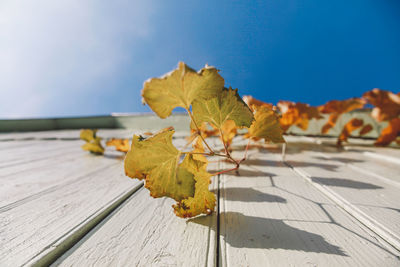 Close-up of yellow maple leaf on wood against sky