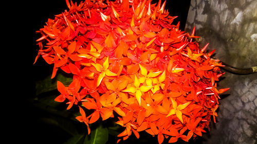 Close-up of red flowering plant