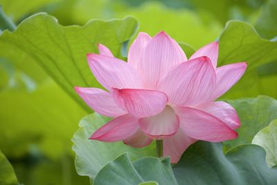 Close-up of purple water lily