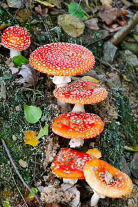 High angle view of fly agaric mushroom on field