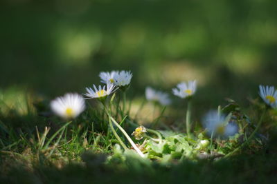 Close-up of small plant growing on field