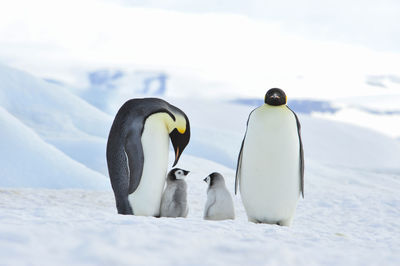 View of birds on snow covered land