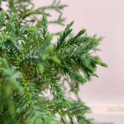 Close-up of pine tree