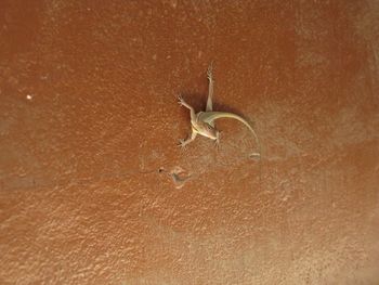 Close-up of lizard on sand