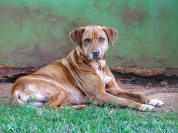 Portrait of dog sitting on field