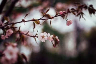 Close-up of flower on tree