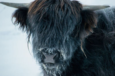 Close-up portrait of horse