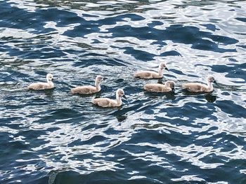 High angle view of ducks in lake