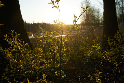 Close-up of plants growing on field against sky