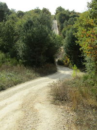 Empty footpath amidst trees