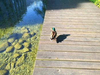 High angle view of bird on footpath by lake