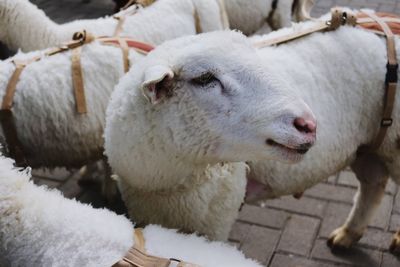 Close-up of sheep on cobblestone street