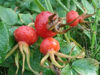 Close-up of wet cherries on plant