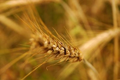 Close-up of wheat growing on field