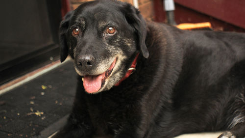 Close-up portrait of black dog