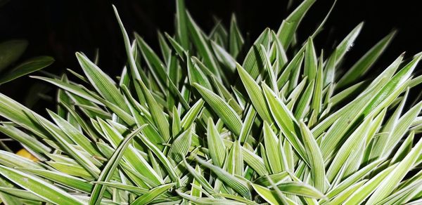 Close-up of green plant