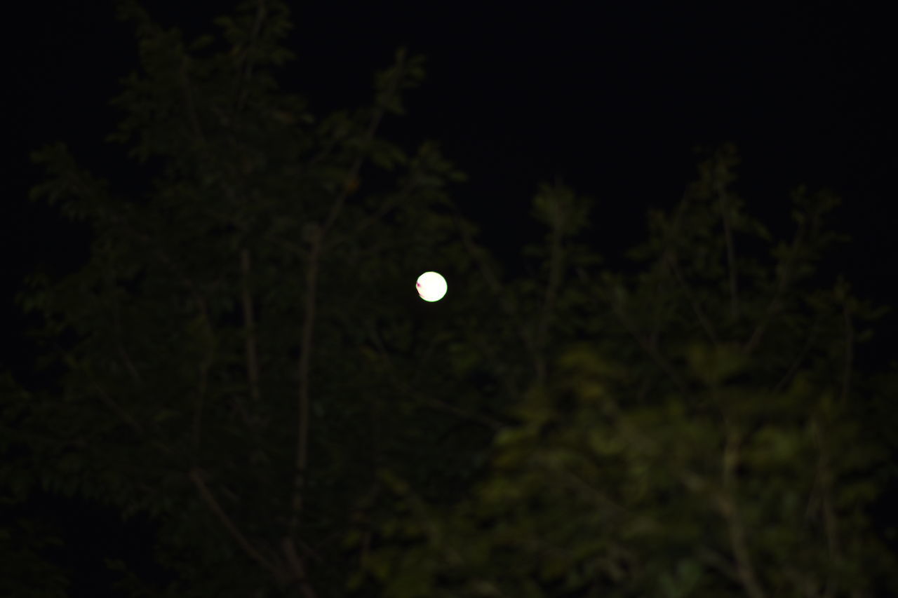 moon, night, tree, full moon, plant, darkness, no people, sky, nature, astronomical object, beauty in nature, space, moonlight, astronomy, tranquility, dark, scenics - nature, outdoors, low angle view, light, tranquil scene, copy space